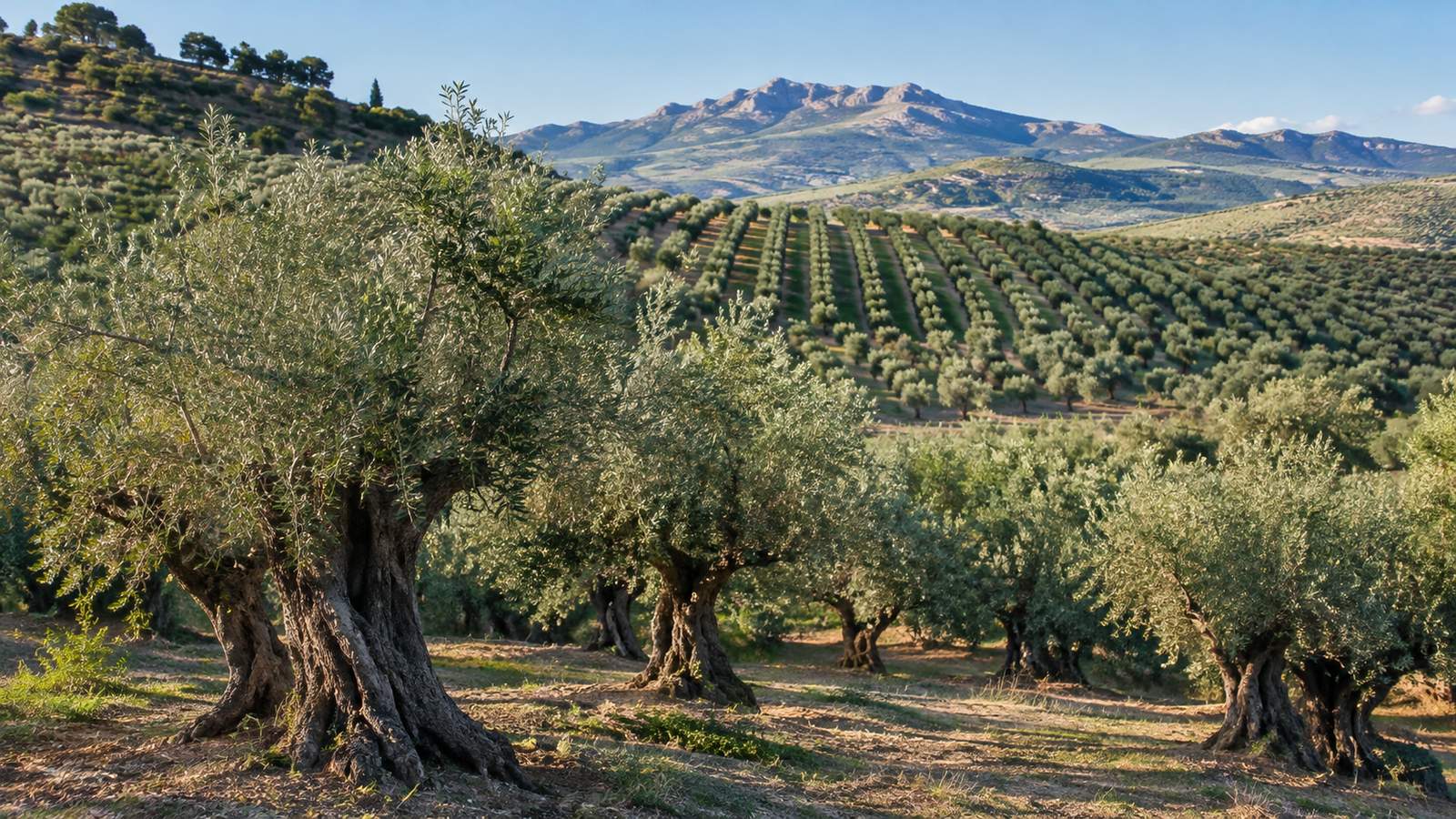 Olivar tradicional, intensivo y superintensivo: qué finca comprar