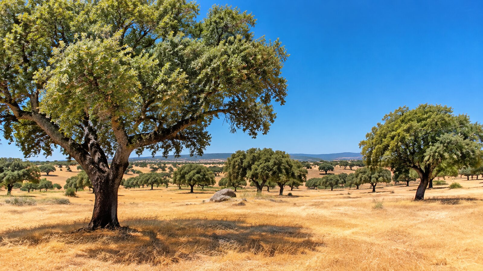 Clima en Extremadura: qué esperar en una finca en verano e invierno