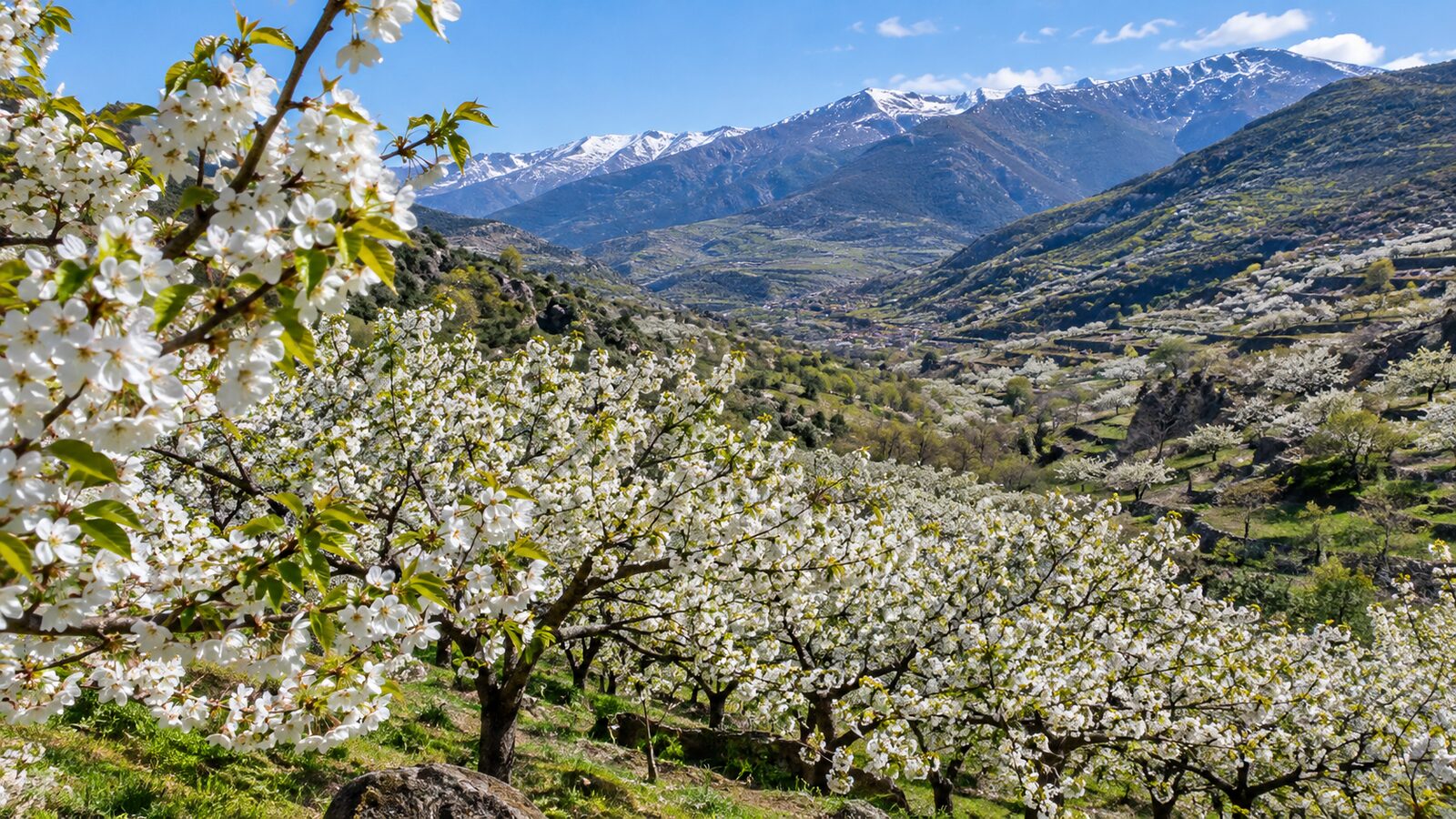 Ciliegi nella Valle del Jerte: com'è la coltivazione e cosa controllare quando si compra una tenuta