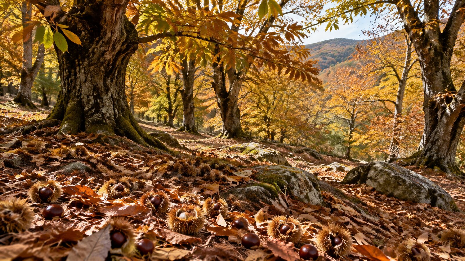Edelkastanie und Kastanien in Extremadura: Sierra de Gata, Jerte, Ambroz und Villuercas, und worauf man beim Kauf eines Kastanienhains achten sollte