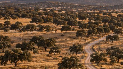 Ecorregímenes de la PAC: qué puede cobrar una dehesa extremeña y qué exigen