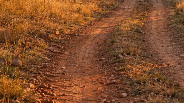 Arrendar la montanera: cómo se pacta, qué se cobra y de qué depende el precio